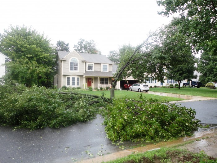 treedeath.jpg