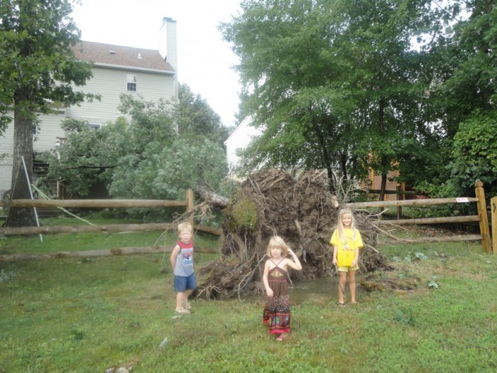 tree2.jpg