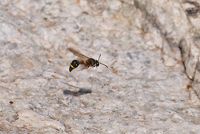 DSC_0023a.jpg