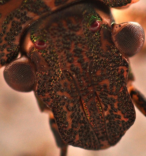 DSC_0007 copya.jpg