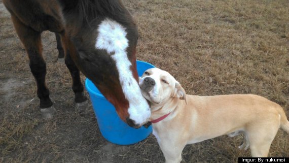 horseanddoggie.jpg