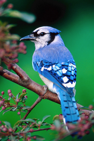 Blue_Jay_Bird.jpg