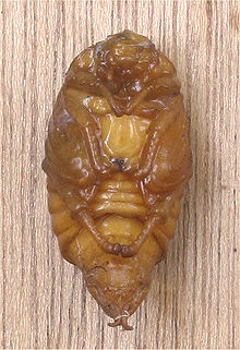220px-Meikever_pop_onderzijde_(Melolontha_melolontha).jpg
