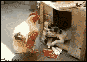chix.gif