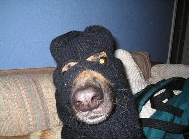 ski-mask-dog-big.jpg