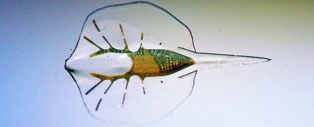 cyborg stingray.jpg