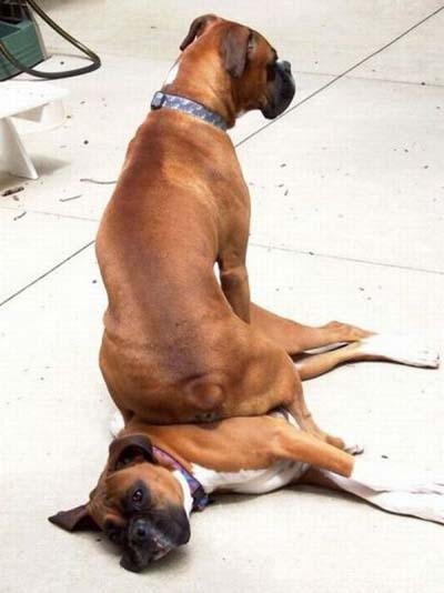 Funny Boxer Dogs_5.jpg