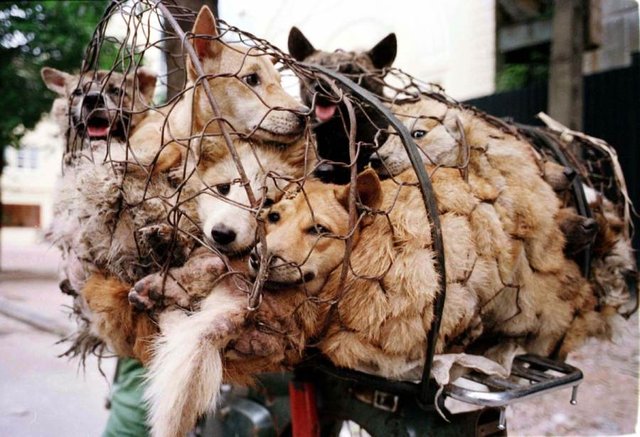 yulin-dog-meat-festival.jpg