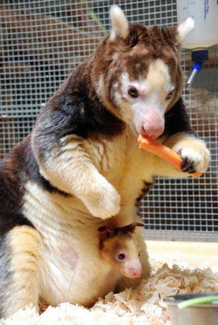 tree kangaroo.jpg
