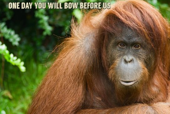 orangutan820x549.jpg