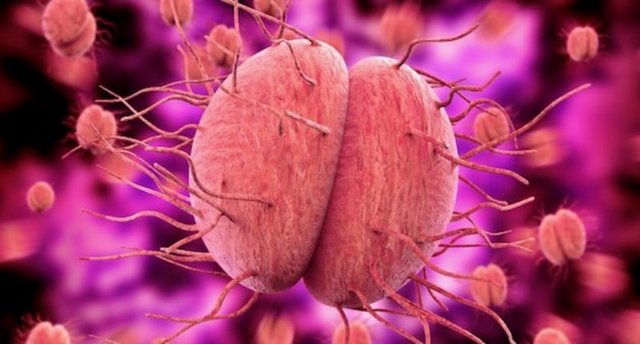Gonorrhea-Superbug-GIOVANNI-CANCEMI-SHUTTERSTOCK-1-800x430.jpg