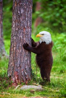 Eagle-Bear.jpg