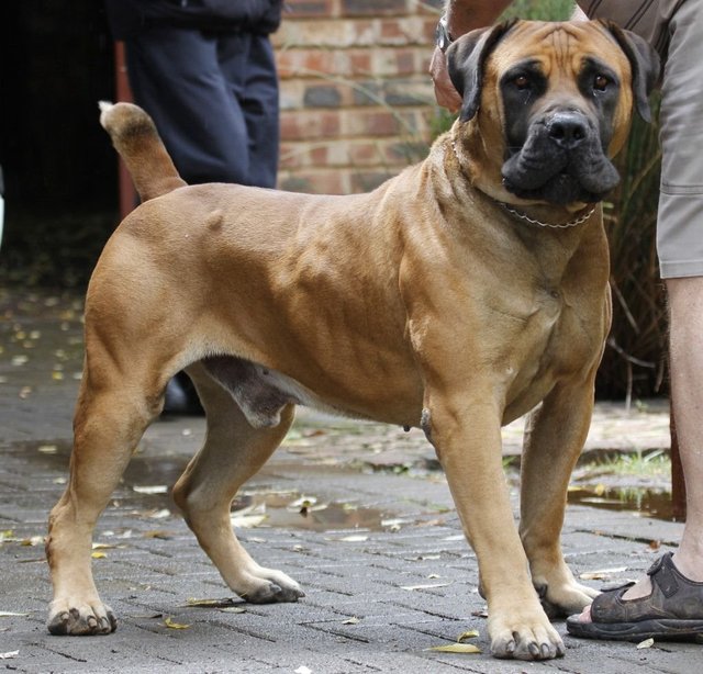 boerboel.jpg