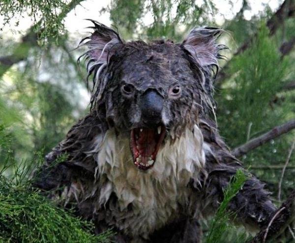 Wet Koala.jpg