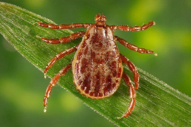16970-close-up-of-a-tick-pv.jpg