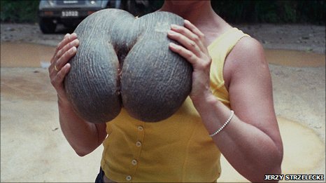 _54087878_coco_fruit_js466.jpg