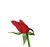 A rose for you! :rose: